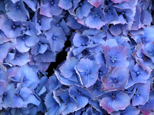 427890 (a): :1600x1200